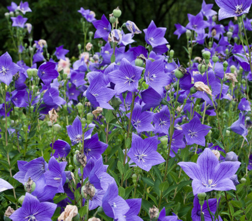 Platycodon grandiflorus - Balloon Flower Seeds Platycodon grandiflorus - Balloon Flower Seeds