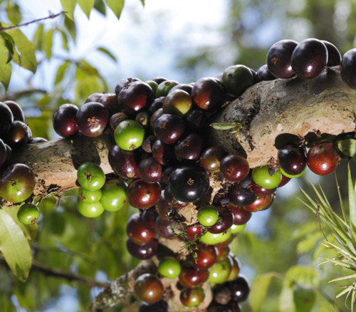 Myrciaria cauliflora - Sabara Jaboticaba Seeds Myrciaria cauliflora - Sabara Jaboticaba Seeds