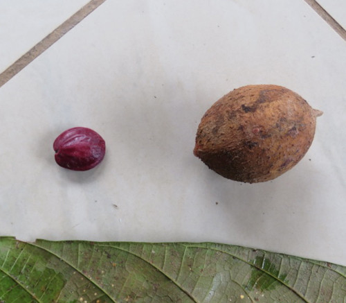 Cola suboppositifolia - Wild Cola Seeds Cola suboppositifolia - Wild Cola Seeds