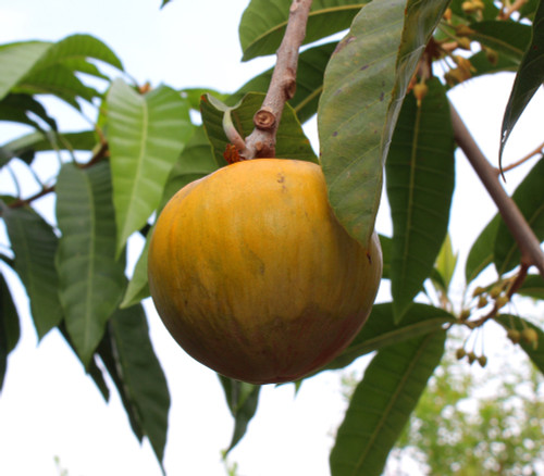 Pouteria sp. - Ross Sapote Seeds