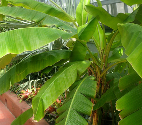 Musa mannii - Indian Dwarf Banana Seeds