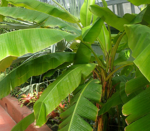 Musa mannii - Indian Dwarf Banana Seeds