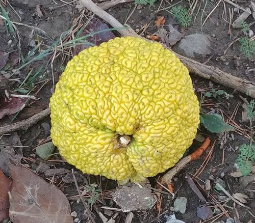 Maclura pomifera - Osage Orange Seeds