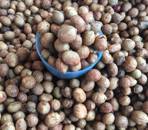 Vigna subterranea - Bambara Groundnut Seeds