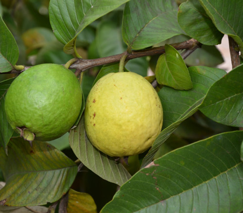 Psidium guajava - Waiakea Guava Seeds Psidium guajava - Waiakea Guava Seeds