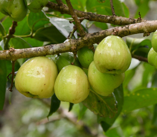 Syzygium malaccense - White Mountain Apple Seeds