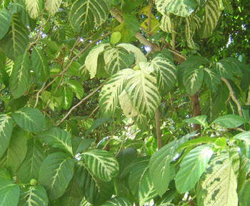 Morinda citrifolia - Variegated Noni Seeds
