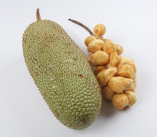 Artocarpus integer - Chempedak Seeds Artocarpus integer - Chempedak Seeds