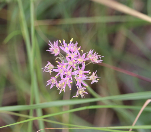 Allium stellatum - Prairie Onion Seeds Allium stellatum - Prairie Onion Seeds