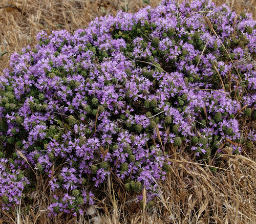 Thymus capitatus - Meditteranean Zaatar Seeds