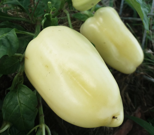 Diamond Pepper Seeds