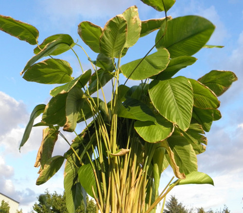 Thaumatococcus danielli - African Miracle Fruit Seeds