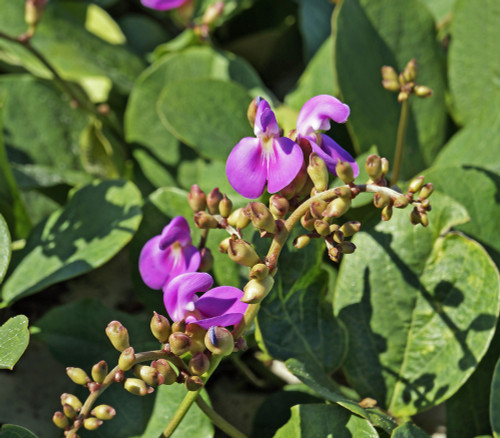 Canavalia rosea - Beach Bean Seeds