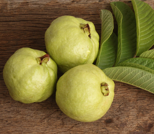 Psidium guajava - Guava, Lucknow 49 Seeds Psidium guajava - Guava, Lucknow 49 Seeds