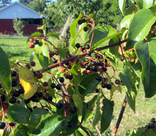 Aristotelia chilensis - Maqui Berry