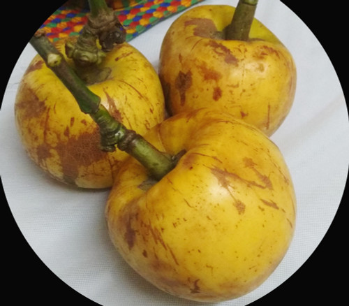 Garcinia pedunculata - Bar Thekera Seeds Garcinia pedunculata - Bar Thekera Seeds