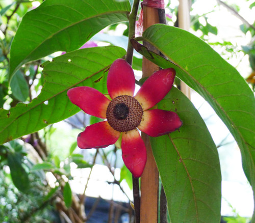 Uvaria grandiflora - Calabao Seeds Uvaria grandiflora - Calabao Seeds