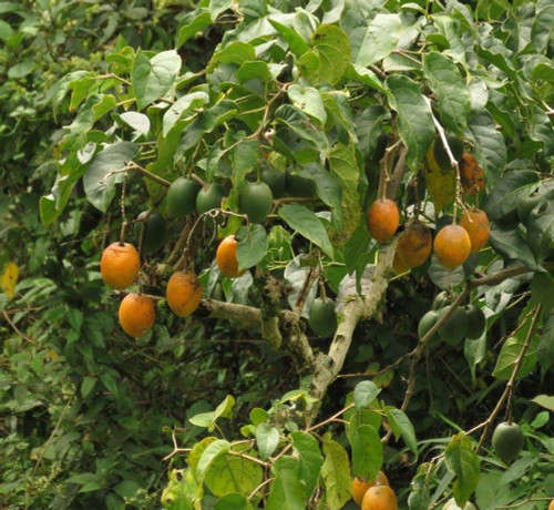 Cyphomandra sibundoyensis - Forest Tamarillo Seeds