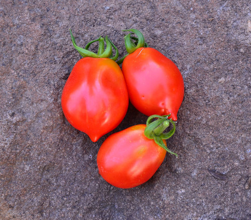 Mt. Vesuvius Tomato (California) Seeds