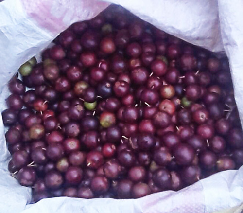 Flacourtia jangomans - Indian Coffee Plum Seeds Flacourtia jangomans - Indian Coffee Plum Seeds