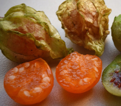 Physaliastrum chamaesarachoides - Japanese Physaliastrum Seeds