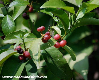 Glycosmis pentaphylla - Orange Berry Seeds