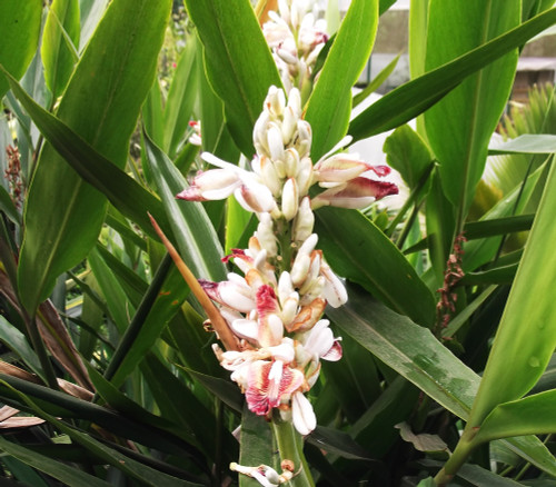 Alpinia galanga - Thai Galangal Seeds Alpinia galanga - Thai Galangal Seeds