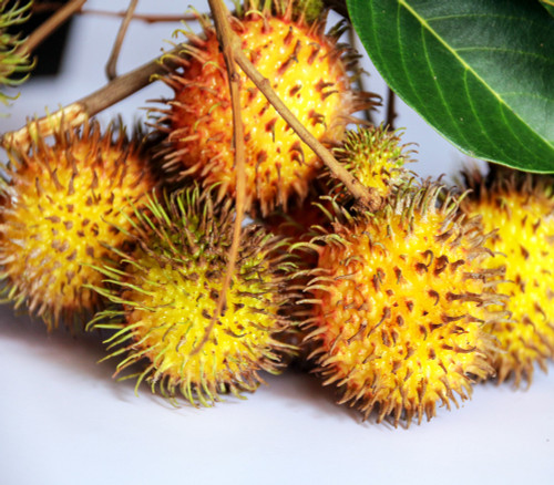 Nephellium lappaceum - Yellow Rambutan