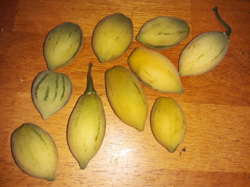 Cyphomandra corymbiflora - Hardy Tamarillo Seeds