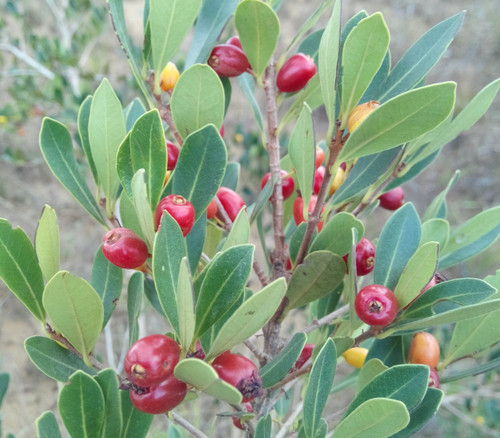 Eugenia punicifolia - Beach Cherry Seeds