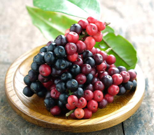 Antidesma puncticulatum - Mao Luang Seeds