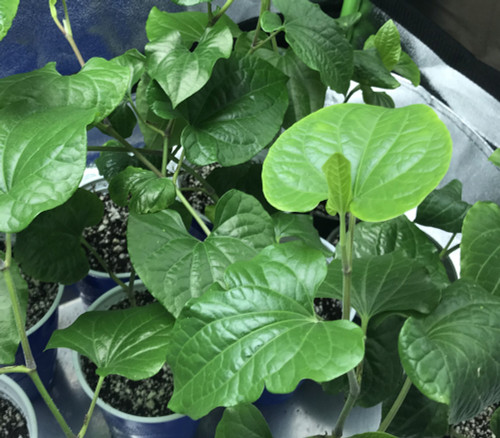 Piper longum - Long Pepper Seeds