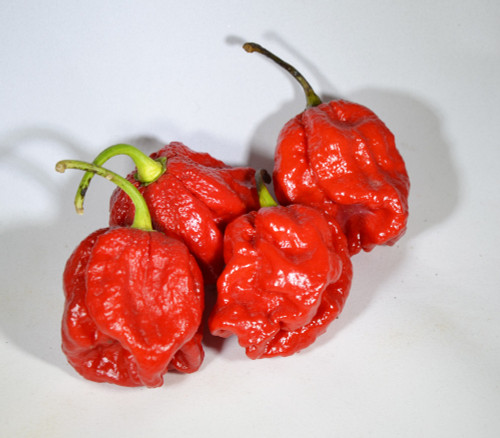 Moruga Satan Strain Pepper