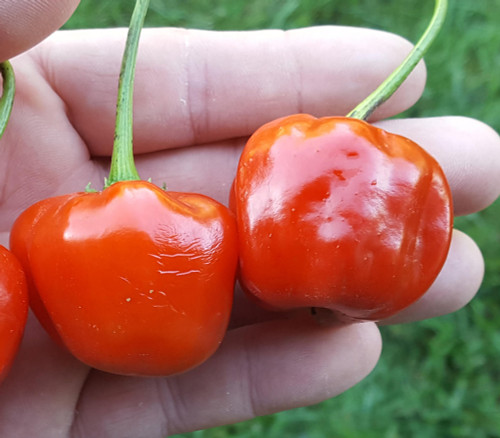 Malawi Piquante Pepper