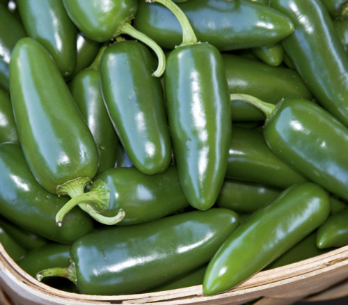 Craig's Grande Jalapeno Seeds