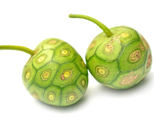Morinda coreia - Wild Forest Noni Seeds