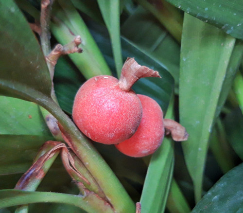 Amomum villosum - Sha Ren Seeds Amomum villosum - Sha Ren Seeds