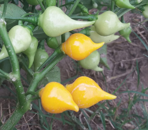 Biquinho Yellow Pepper Seeds Biquinho Yellow Pepper Seeds