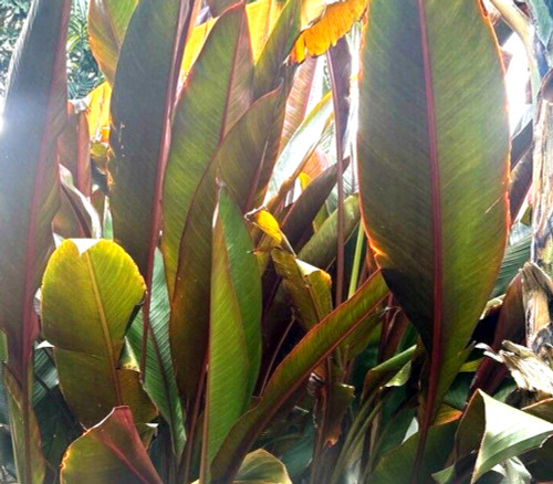 Musa thomsonii - Wild Indian Banana Seeds Musa thomsonii - Wild Indian Banana Seeds
