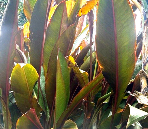 Musa thomsonii - Wild Indian Banana Seeds