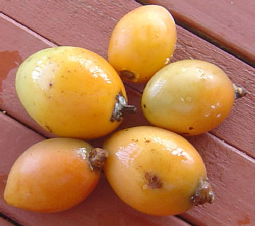 Cyphomandra betacea - Yellow Tree Tomato Seeds Cyphomandra betacea - Yellow Tree Tomato Seeds
