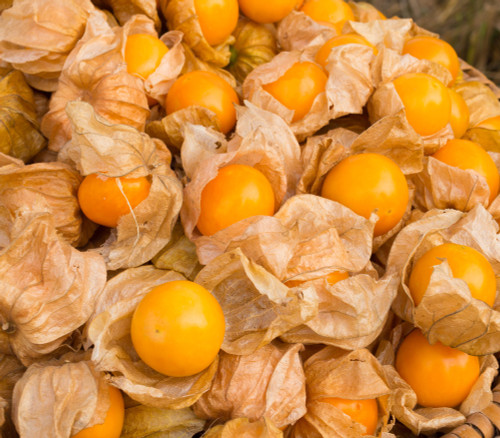 Physalis peruviana - Ayacucho Giant Cape Gooseberry Seeds