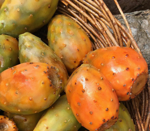 Opuntia ficus-indica - Abancay Orange Cactus Pear Seeds