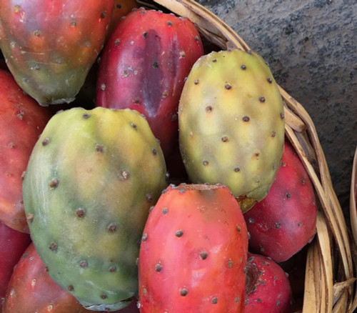 Opuntia ficus-indica - Grande de Wari Cactus Pear