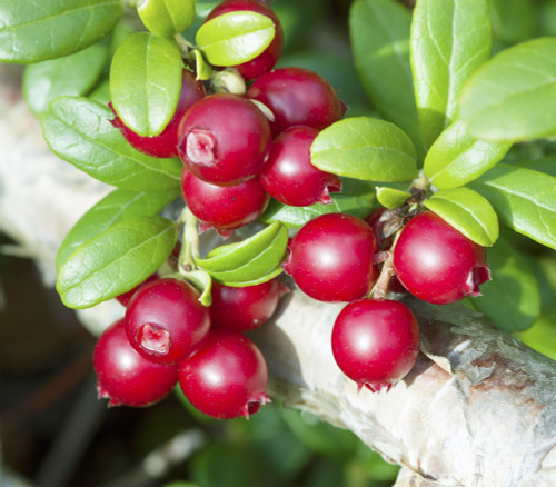 Vaccinium vitis-idaea - Lingonberry Seeds Vaccinium vitis-idaea - Lingonberry Seeds