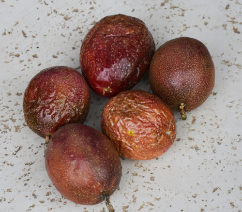 Passiflora edulis - Purple Possum Passion Fruit