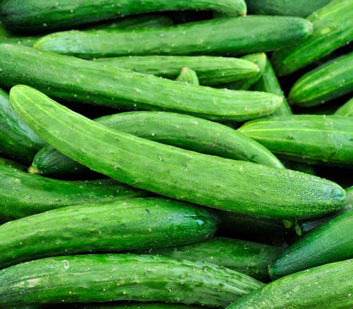 Bush Early Spring Burpless Cucumber F1 Seeds