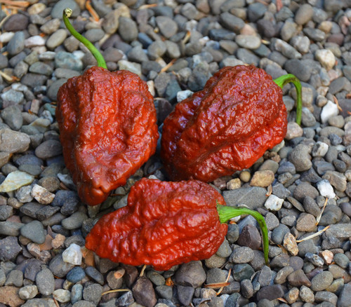 Apocalypse Scorpion Chocolate Pepper Seeds