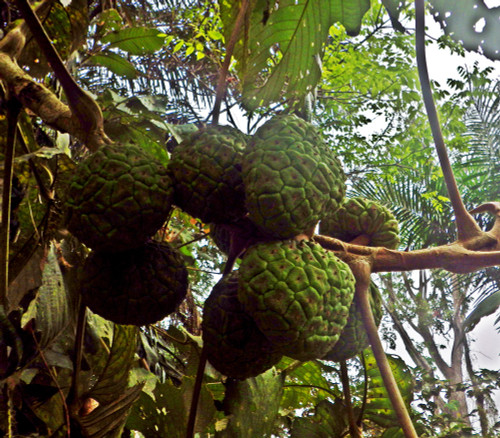 Myrianthus arboreus - Giant Yellow Mulberry