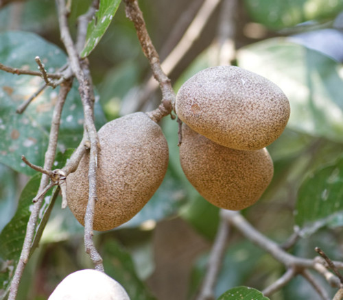 Parinari anamensis - Annamese Burada Seeds